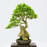 Terra Per Bonsai Terra per bonsai: scegli un substrato ricco di nutrienti e drenante per favorirne la crescita sana