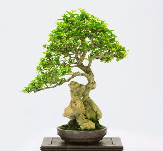 Terra per bonsai: scegli un substrato ricco di nutrienti e drenante per favorirne la crescita sana