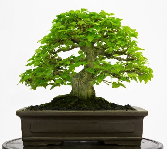 Scopri come curare il bonsai ginseng con i nostri consigli esperti