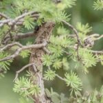 Bonsai Ginseng Perde Foglie Bonsai ginseng: come prevenire la caduta delle foglie