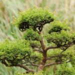 Quale Pianta Per Creare Un Bonsai Scelta della pianta ideale per creare un bonsai: QUALE PIANTA PER CREARE UN BONSAI