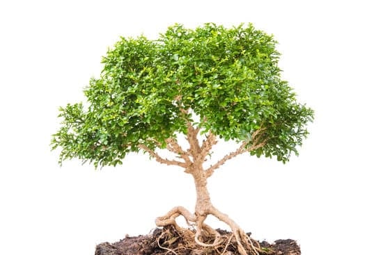 Come Essiccare Un Bonsai Morto 3 Utilizzare la tecnica di essiccazione al sole per preservare un bonsai morto