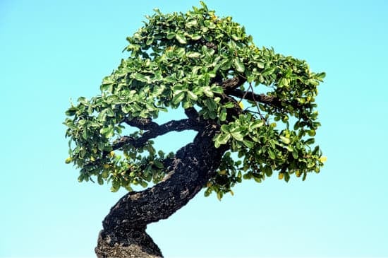 Coltiva il bonsai come opera d'arte vivente