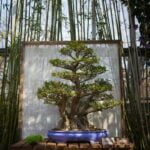 Tasso Bonsai Tasso bonsai: guida alla cura e all'allestimento del tuo mini albero per interni