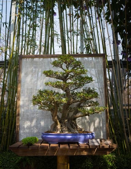 Tasso bonsai: guida alla cura e all'allestimento del tuo mini albero per interni