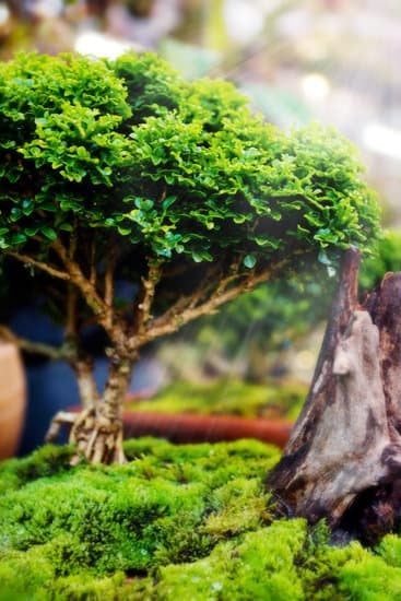 Prezzo Bonsai Ulivo Bomboniera 1 Bonsai ulivo bomboniera: scopri i migliori prezzi per regalare una pianta unica