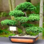 Bonsai Bomboniera Matrimonio Regala un Bonsai Bomboniera Matrimonio unico e simbolico