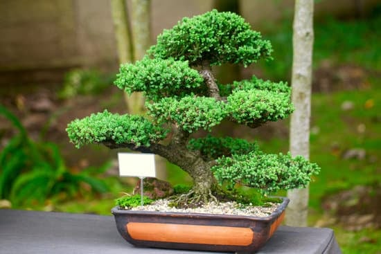 Regala un Bonsai Bomboniera Matrimonio unico e simbolico