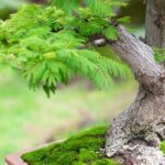 Come Fare Un Bonsai Di Noce Guida pratica su come fare un bonsai di noce: passo dopo passo per un risultato sorprendente