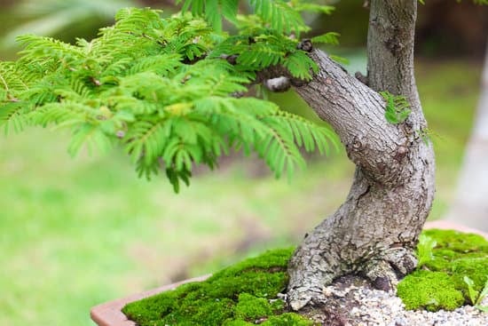 Guida pratica su come fare un bonsai di noce: passo dopo passo per un risultato sorprendente
