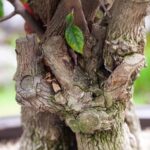 Come Realizzare Una Lastra in Cemento Per Bonsai Guida dettagliata su come realizzare una lastra in cemento per bonsai