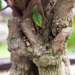 Guida dettagliata su come realizzare una lastra in cemento per bonsai