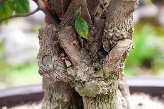Come Realizzare Una Lastra in Cemento Per Bonsai 1 Guida dettagliata su come realizzare una lastra in cemento per bonsai