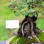 Bonsai Boschetto Bonsai boschetto: piccolo mondo verde da coltivare con cura e passione