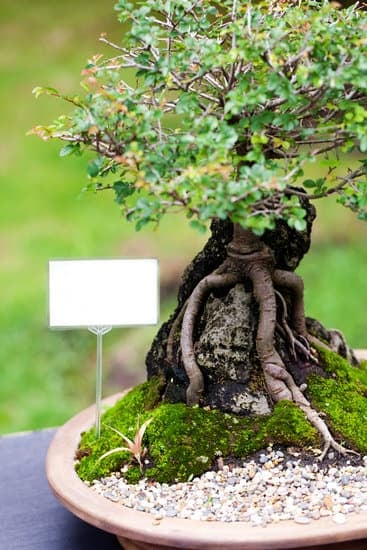 Bonsai boschetto: piccolo mondo verde da coltivare con cura e passione