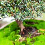 Come Coservare I Bonsai Scopri come conservare i bonsai con cura e attenzione quotidiana