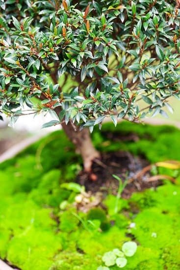 Scopri come conservare i bonsai con cura e attenzione quotidiana