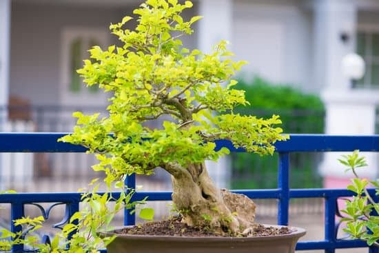 Quanto Dura Un Bonsai 1 Scopri quanto dura un bonsai: consigli per la cura e la longevità della pianta