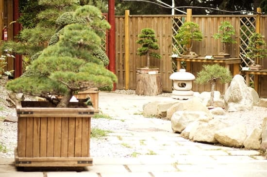 Come Calcolare l'Età Di Un Bonsai 1 Scopri come calcolare l'età di un bonsai attraverso semplici metodi di calcolo
