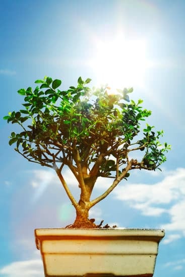 Come Curare Il Ficus Bonsai 1 Come curare il ficus bonsai: consigli pratici per la salute e la crescita