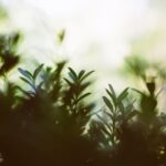 Coltiva piccoli alberi da frutto con il tuo bonsai da frutto