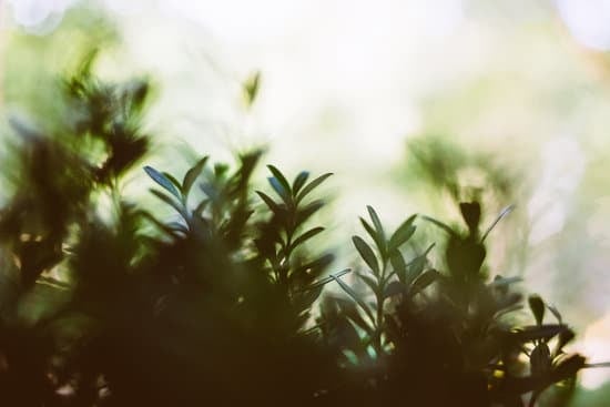 Bonsai Ulivo Bomboniere 1 Bonsai ulivo bomboniere: regala la bellezza dell'ulivo in miniatura come originale bomboniera