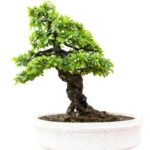 Quando Si Potano I Bonsai Ficus Scopri quando si potano i bonsai ficus per una crescita sana e armoniosa