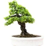 Scopri quando si potano i bonsai ficus per una crescita sana e armoniosa