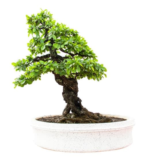 Quando Si Potano I Bonsai Ficus 1 Scopri quando si potano i bonsai ficus per una crescita sana e armoniosa