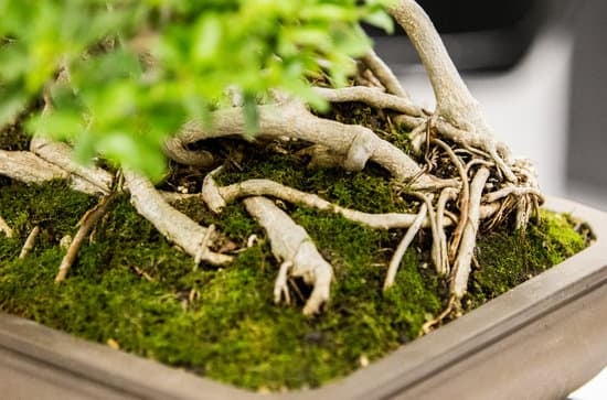 Filo Per Bonsai 1 Acquista filo per bonsai resistente e flessibile per modellare al meglio le tue piante