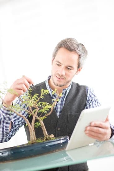 Quanto E' Difficile Tenere Un Bonsai 1 Scopri quanto è difficile tenere un bonsai con questi consigli esperti