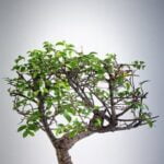 Guida pratica su come potare il bonsai ficus ginseng