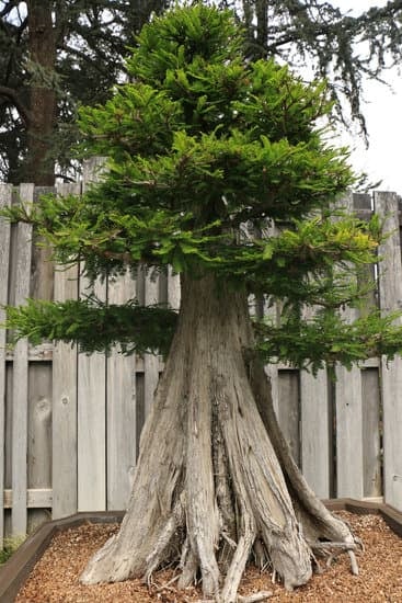 A.B.C Del Bonsai Castelfrancoa.I.D.O Castelfranco Emilia 1 Ecco il suggerimento: