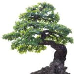 Come Creare Un Bonsai Di Salice Piangente Guida dettagliata su come creare un bonsai di salice piangente