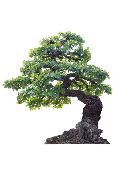 Guida dettagliata su come creare un bonsai di salice piangente