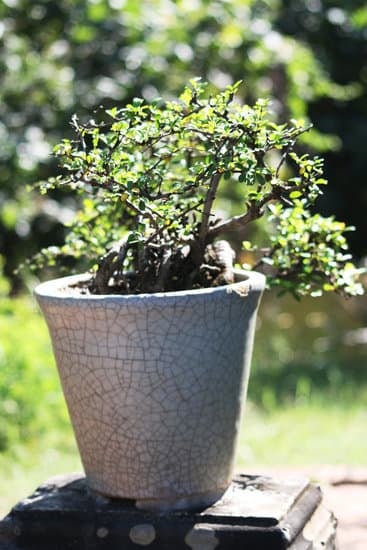 Scopri Quando Piantare Bonsai: consigli, tempistiche e cura ideale per la parola chiave QUANDO PIANTARE BONSAI