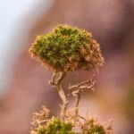 Cosa Utili.Per Il.Tuo.Bonsai Scopri cosa utili per il tuo bonsai: strumenti, concimi e cure specifiche