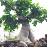 Come Far Ingrandire Un Bonsai Come far ingrandire un bonsai: consigli pratici e semplici da seguire