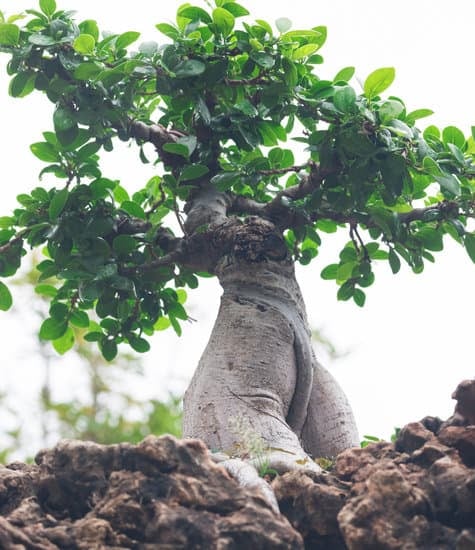 Come far ingrandire un bonsai: consigli pratici e semplici da seguire