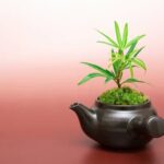Quando Si Potano Gli Ulivi Bonsai Quando potare gli ulivi bonsai per una crescita ottimale
