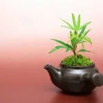 Quando Si Potano Gli Ulivi Bonsai Quando potare gli ulivi bonsai per una crescita ottimale