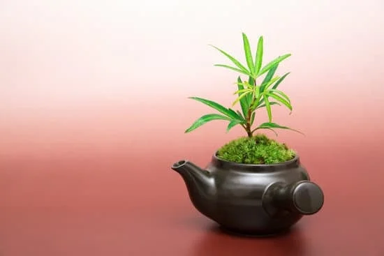 Quando potare gli ulivi bonsai per una crescita ottimale