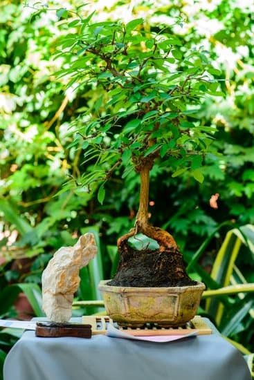 Bonsai Da Giardino 1 Coltiva la bellezza orientale nel tuo giardino con i nostri Bonsai da giardino unici e di alta qualità