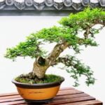 Dove Comprare Un Bonsai a Roma Scopri dove comprare un bonsai a Roma: aziende specializzate e mercatini