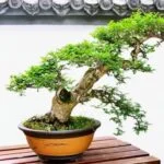 Scopri dove comprare un bonsai a Roma: aziende specializzate e mercatini
