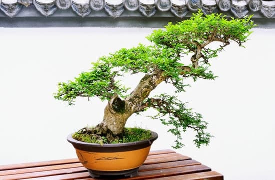 Dove Comprare Un Bonsai a Roma 1 Scopri dove comprare un bonsai a Roma: aziende specializzate e mercatini