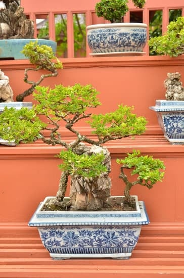 Prezzi Bonsai 1 Scopri i migliori PREZZI BONSAI per la tua collezione