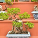 Bonsai senza foglie: come far ritrovare la vitalità alle tue piante in miniatura