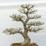 Come Capire Se Un Bonsai E' Morto Come riconoscere se un bonsai è morto: segnali evidenti da tenere d'occhio