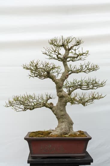 Come Capire Se Un Bonsai E' Morto 1 Come riconoscere se un bonsai è morto: segnali evidenti da tenere d'occhio